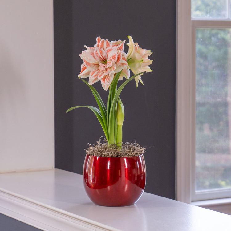Amaryllis Dancing Queen with Globe Pot Growing Kit