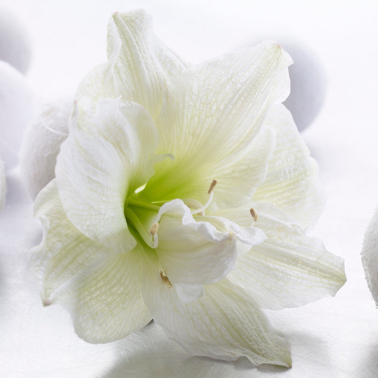 Amaryllis Assorted Designer Collection