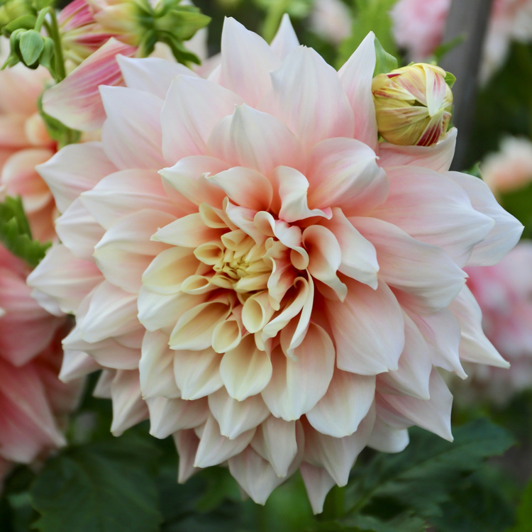 Dahlia Dinnerplate Break Out