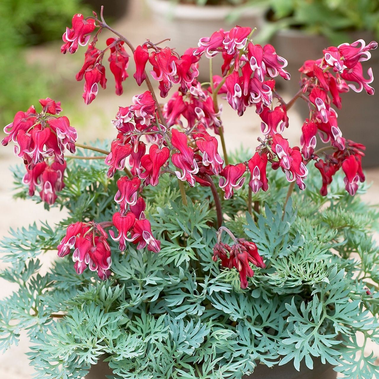 Dicentra (Bleeding Heart) Formosa Burning Hearts - 1 bare root