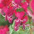 Bleeding Heart Dicentra Formosa