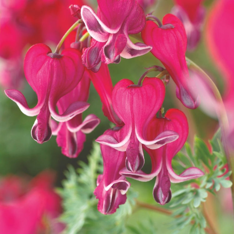 Dicentra (Bleeding Heart) Formosa Burning Hearts