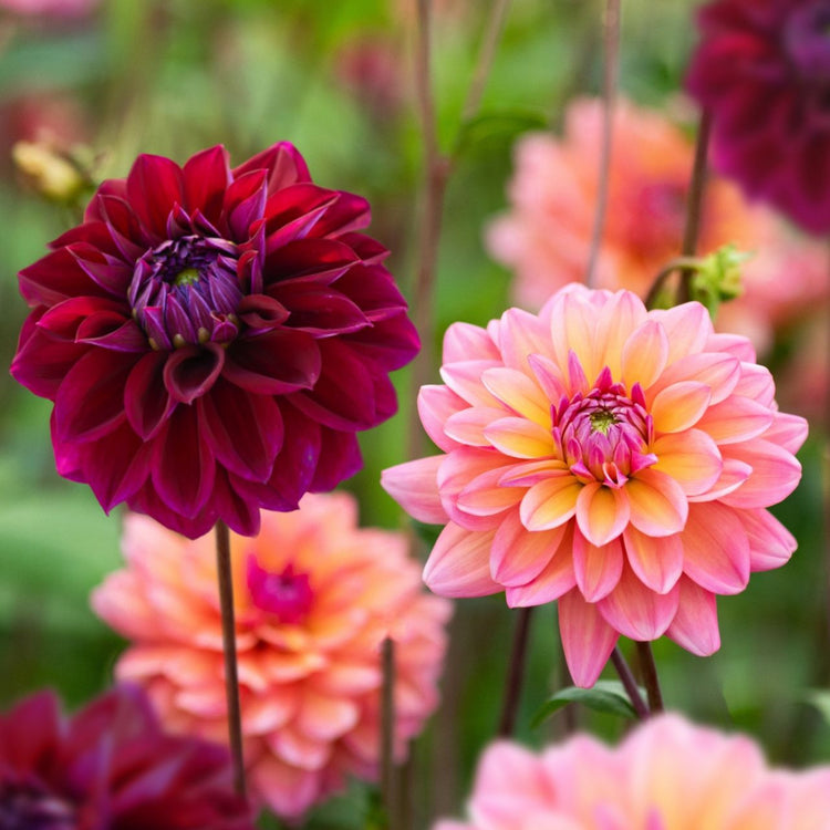 Dahlia Decorative Diva & Great Silence