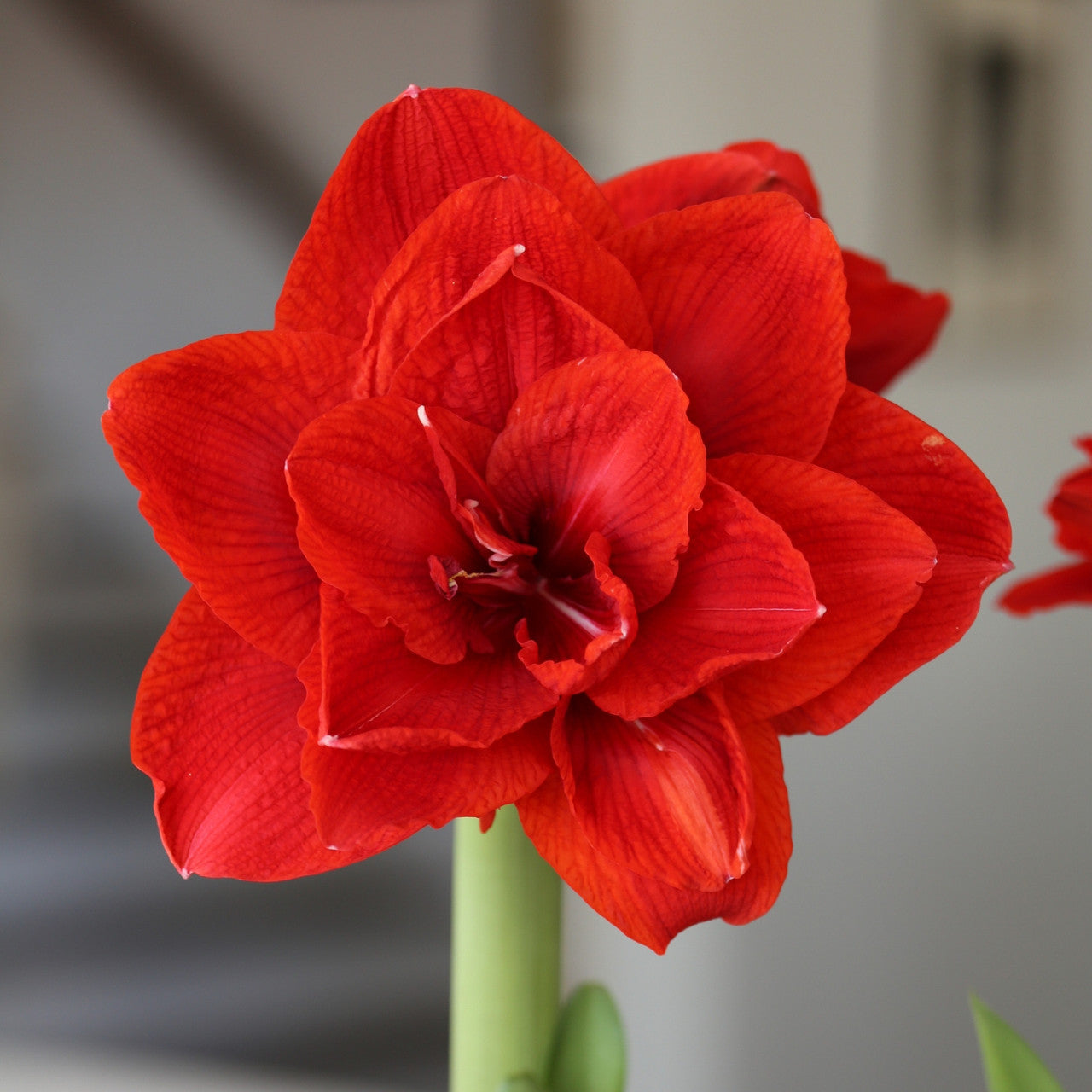 Amaryllis Double Collection - 4 Bulbs - Longfield Gardens