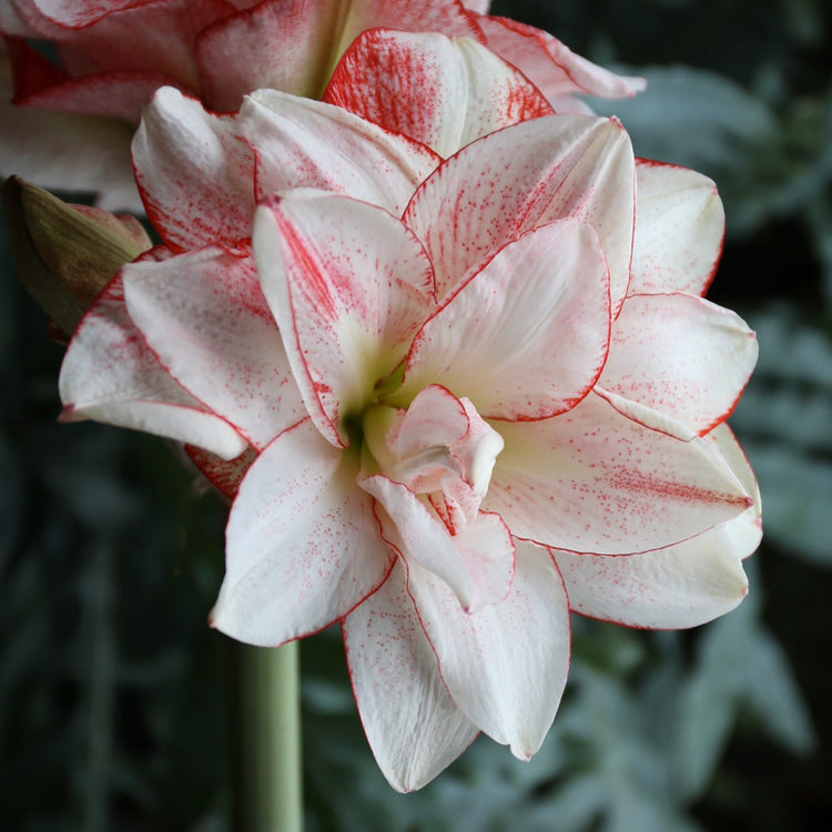 Amaryllis Double Collection