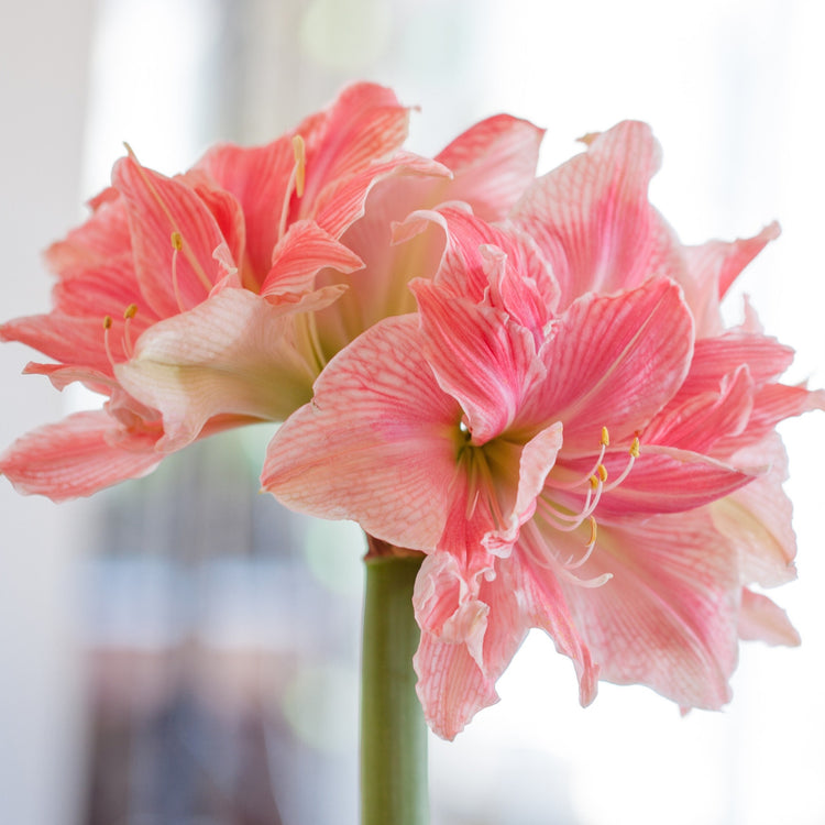 Amaryllis Double Collection