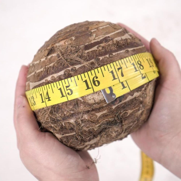 Jumbo elephant ear bulb size 15-17" in diameter.