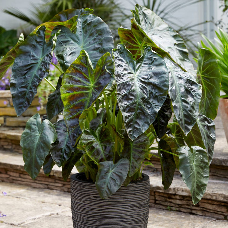 Elephant Ear Colocasia Esculenta Aloha