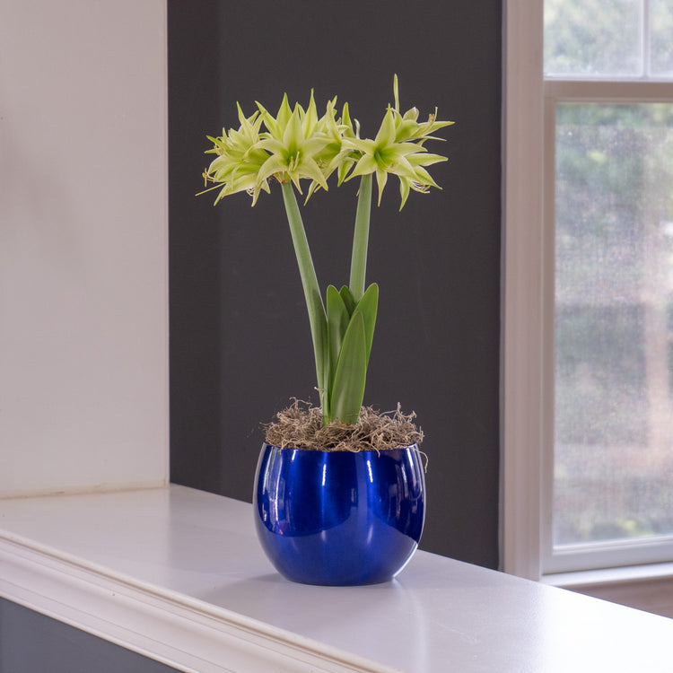 The distinctive lime green flowers of amaryllis Evergreen blooming indoors in a cobalt blue metal pot.
