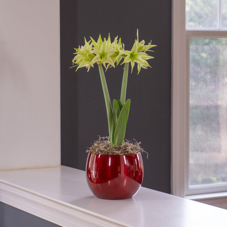 Amaryllis Evergreen with Globe Pot Growing Kit