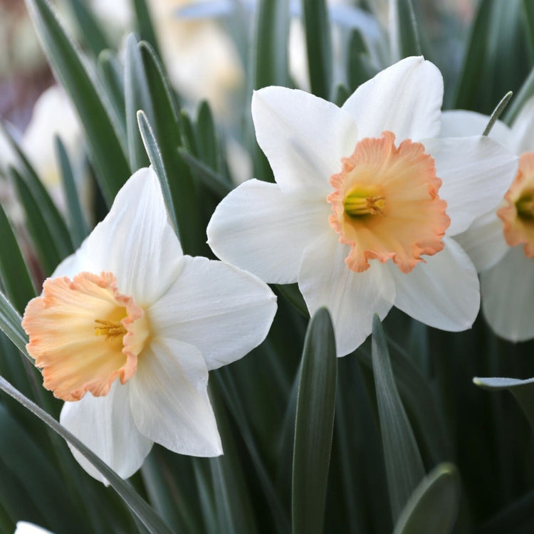 The white and coral pink flowers of large cup daffodil Pink Charm blooming in a spring garden.