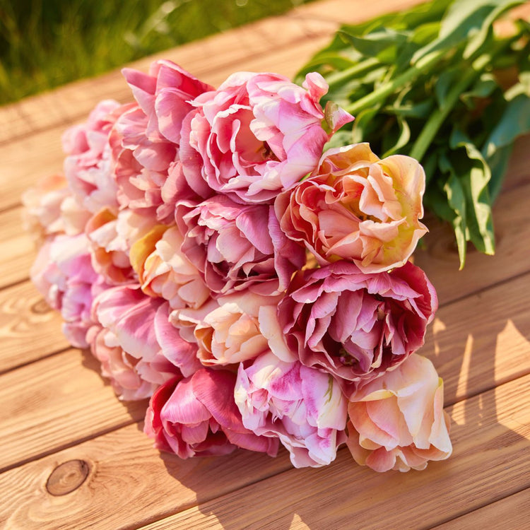 Tulip Double Late Charming Beauty