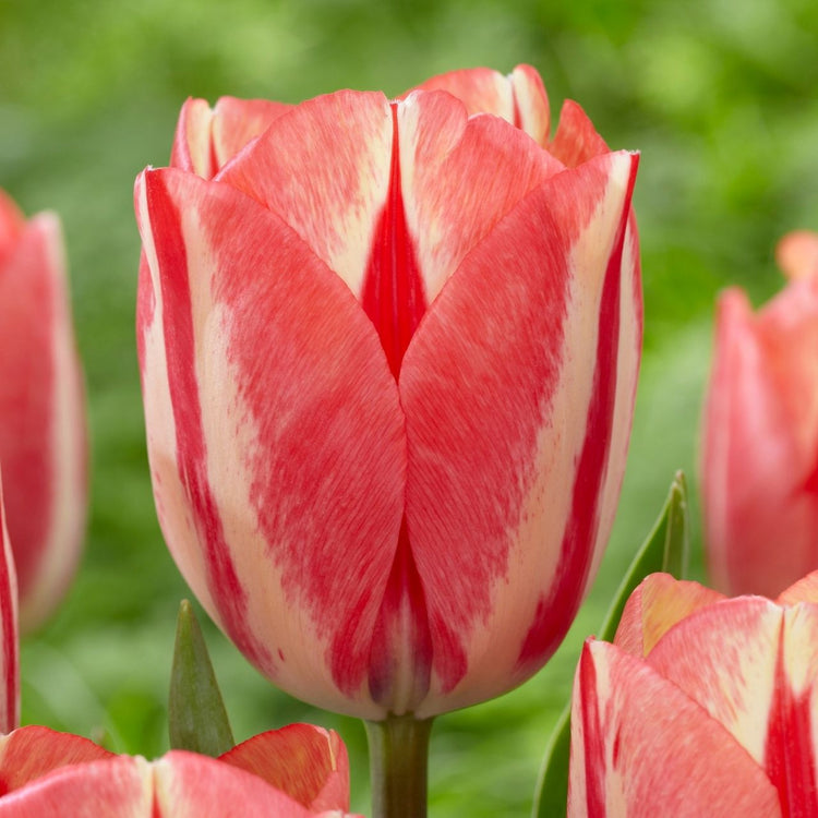 Two-tone triumph tulip Spryng Break, displaying dramatic red and white patterns on its petals.