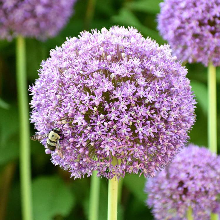 Allium Large Flowering Ambassador