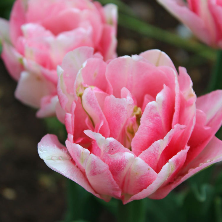 The pink and white flowers of early double tulip Foxtrot blooming in a spring garden