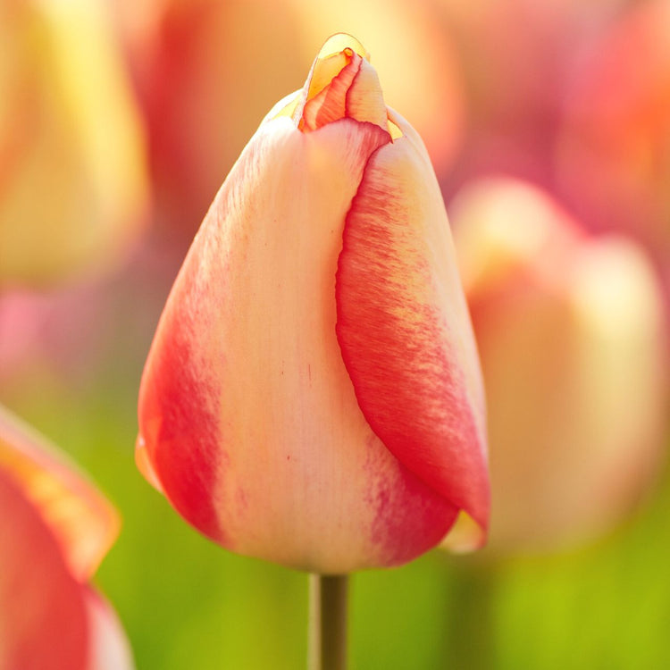 Tulip Darwin Hybrid Beauty of Spring