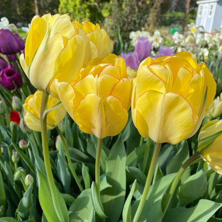 Tulip Double Late Akebono