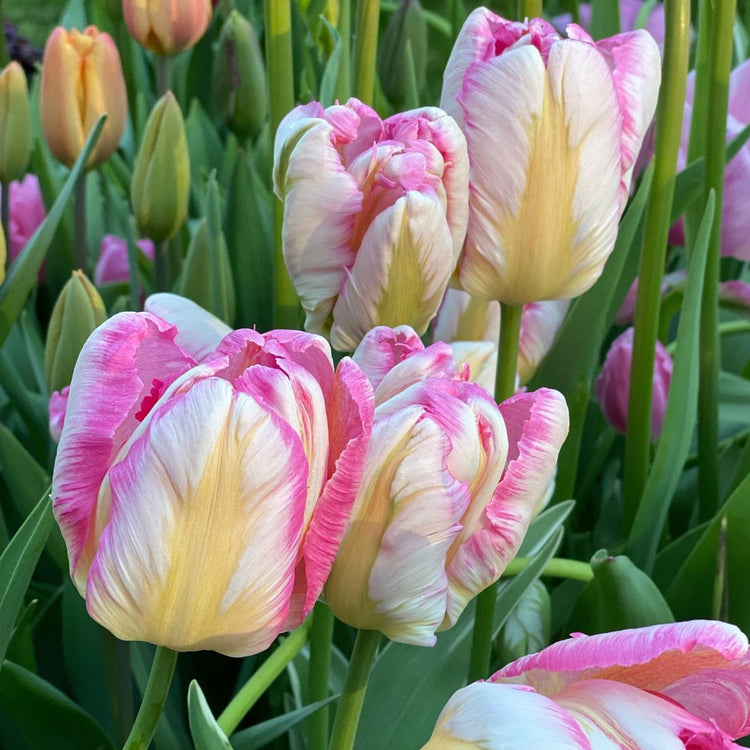 Tulip Silver Parrot