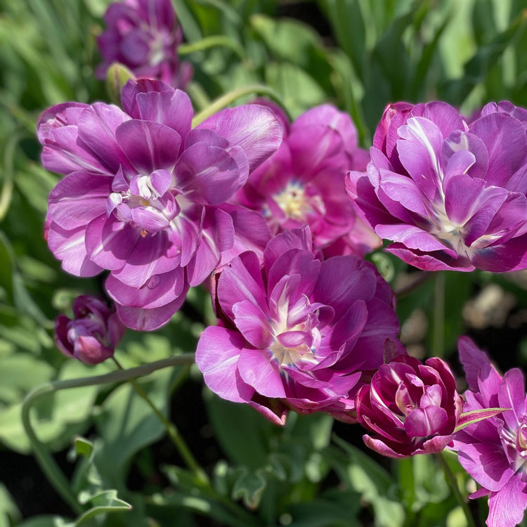 Tulip Double Late Blue Spectacle