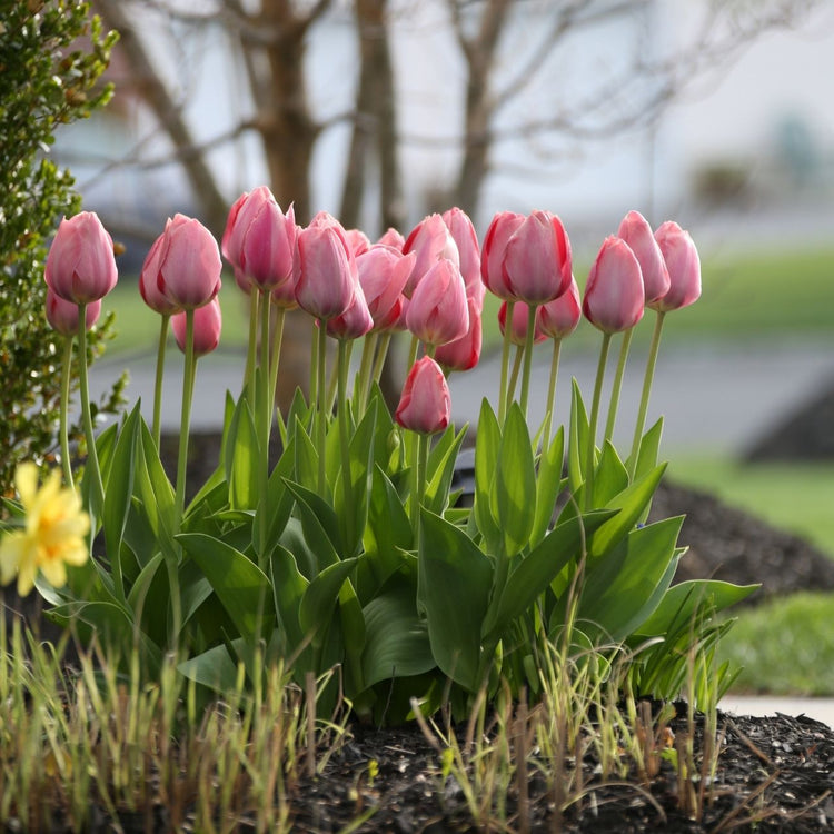 The pink and apricot flowers of Darwin Hybrid tulip Salmon Impression blooming in a spring garden.