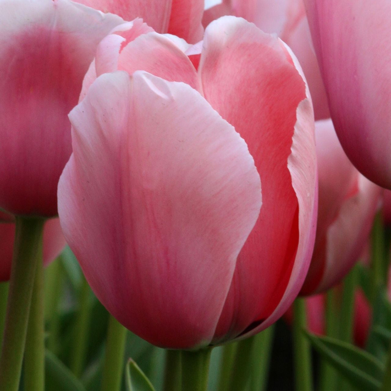 Tulip Darwin Hybrid Salmon Impression - 20 bulbs - Longfield Gardens