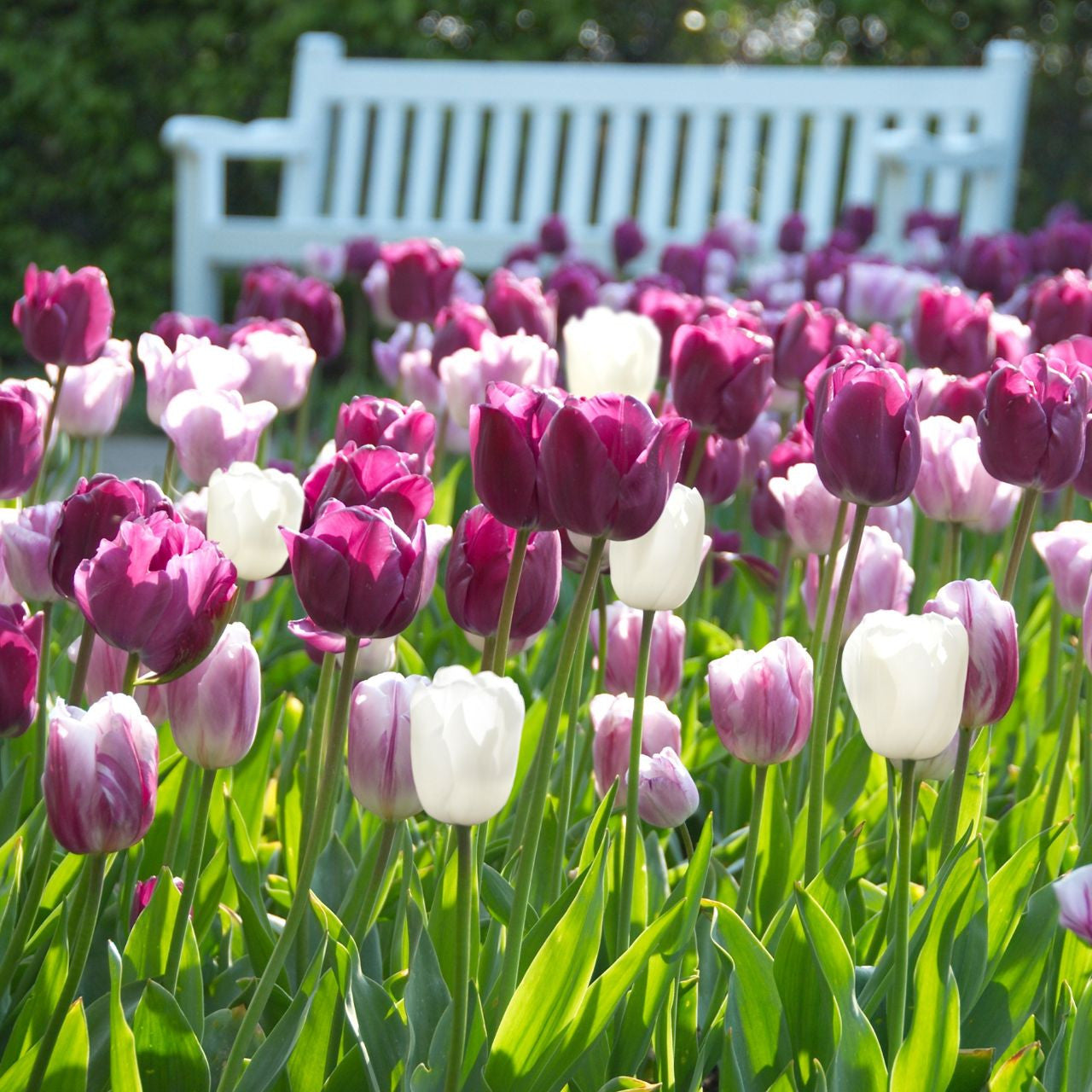 Tulip Triumph Berry Blush Mix - Bulk Offer - 75 bulbs - Longfield