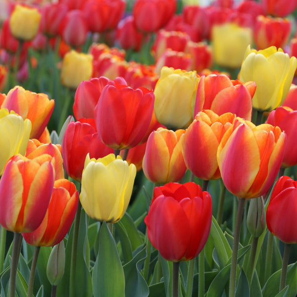 Tulip Darwin Hybrid Red Sangria Mix - Bulk Offer - 75 bulbs