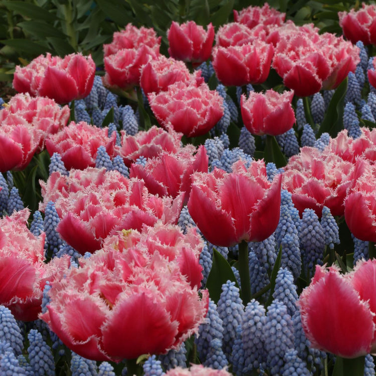 Tulip Fringed Queensland