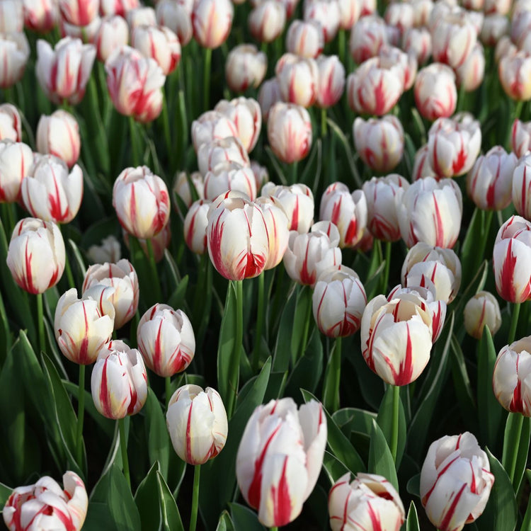 Tulip Triumph Carnaval de Rio - Bulk Offer