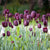 Queen of Night Tulips
