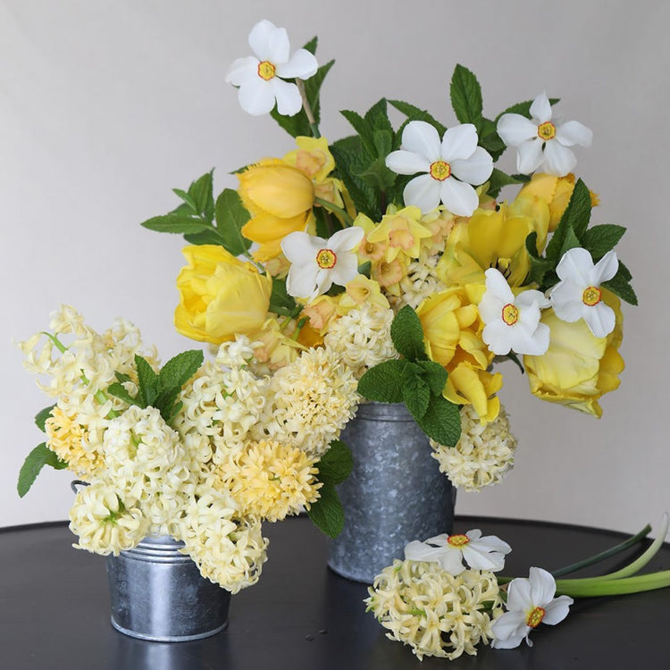 Daffodil Poeticus Actaea