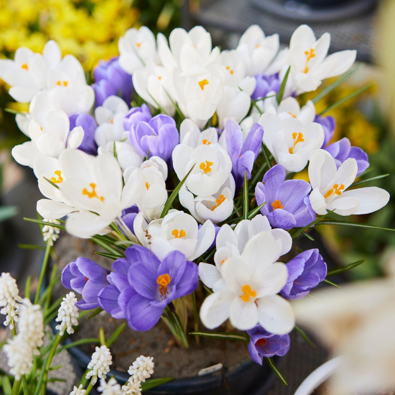 Crocus Large Flowering Yalta & Jeanne D Arc - 50 bulbs - Longfield