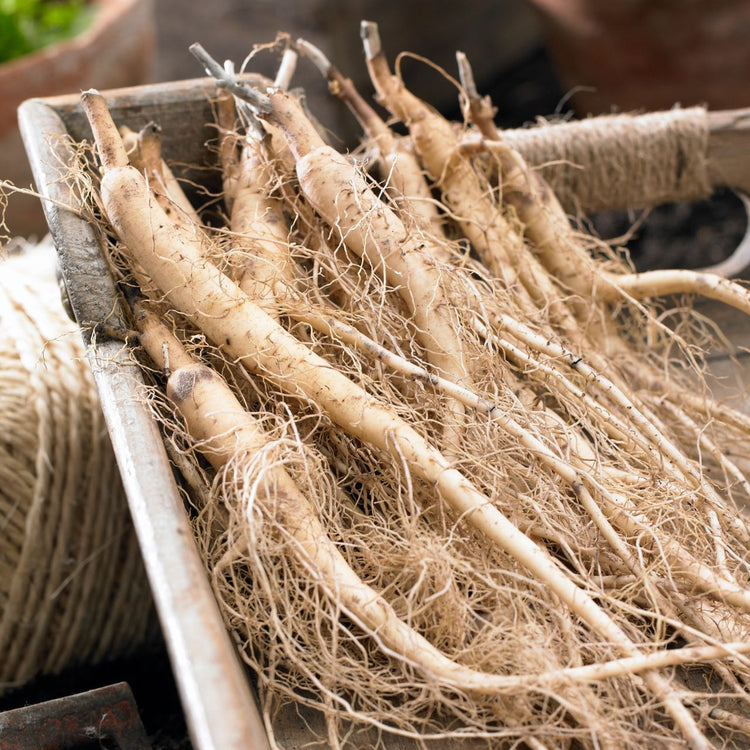 Platycodon Balloon Flower Mix