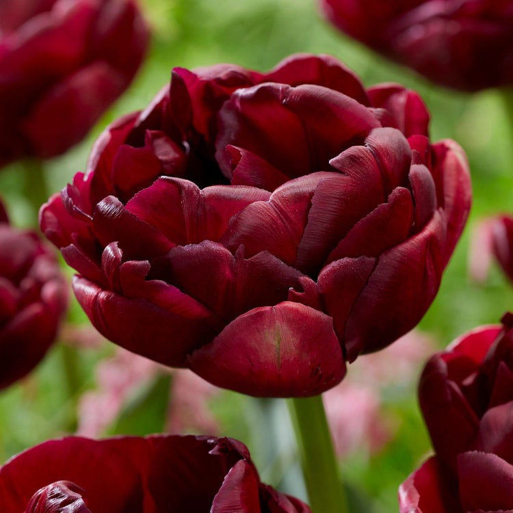 Tulip Double Late Roadstar