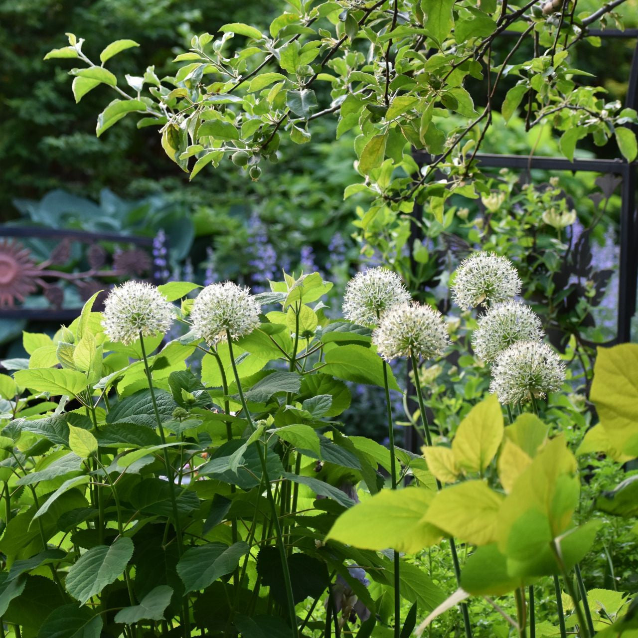 Allium Stipitatum Mount Everest - 5 bulbs - Longfield Gardens
