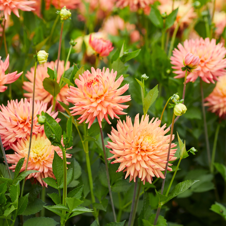 Dahlia Semi-Cactus Felida Solar Flare