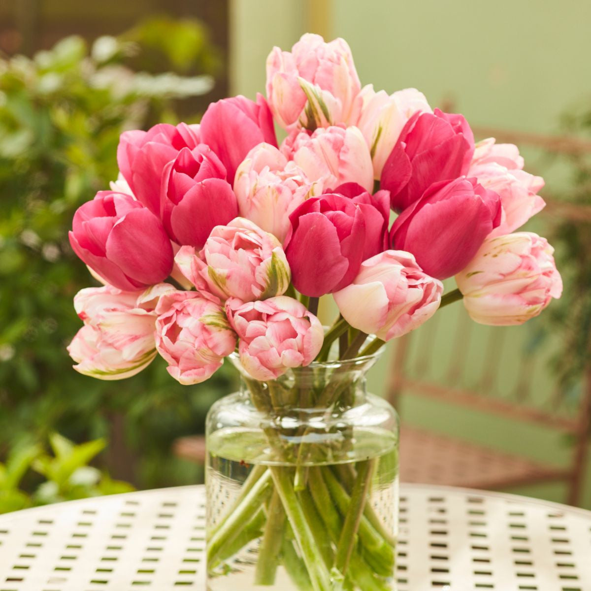 Tulip Assorted Finola & Involve - 40 count - Longfield Gardens