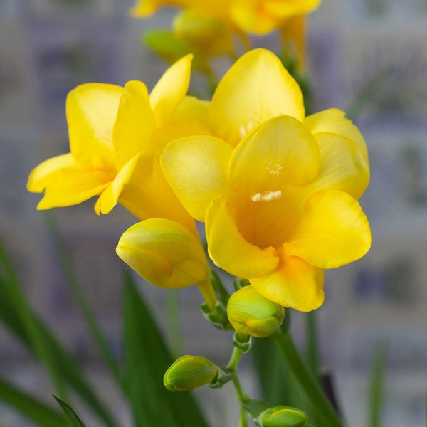 花瓶・フラワースタンド raawii Strom Jug L freesia yellow Raawii Strom Jug - 2Modern