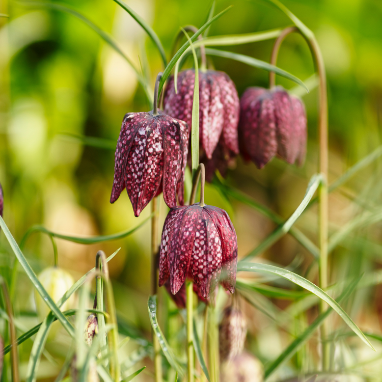 Fritillaria Liliaceae Meleagris
