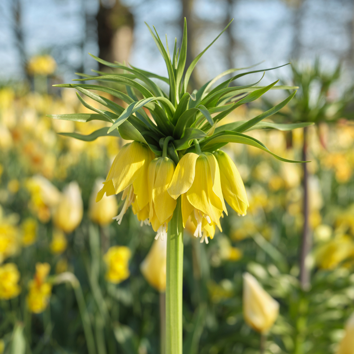litmus lutens シアートップス yellow flower Fritillaria Lutea Maxima - 2 bulbs - Longfield Gardens
