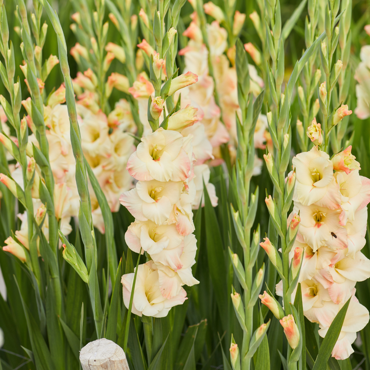Gladiolus Cream Perfection
