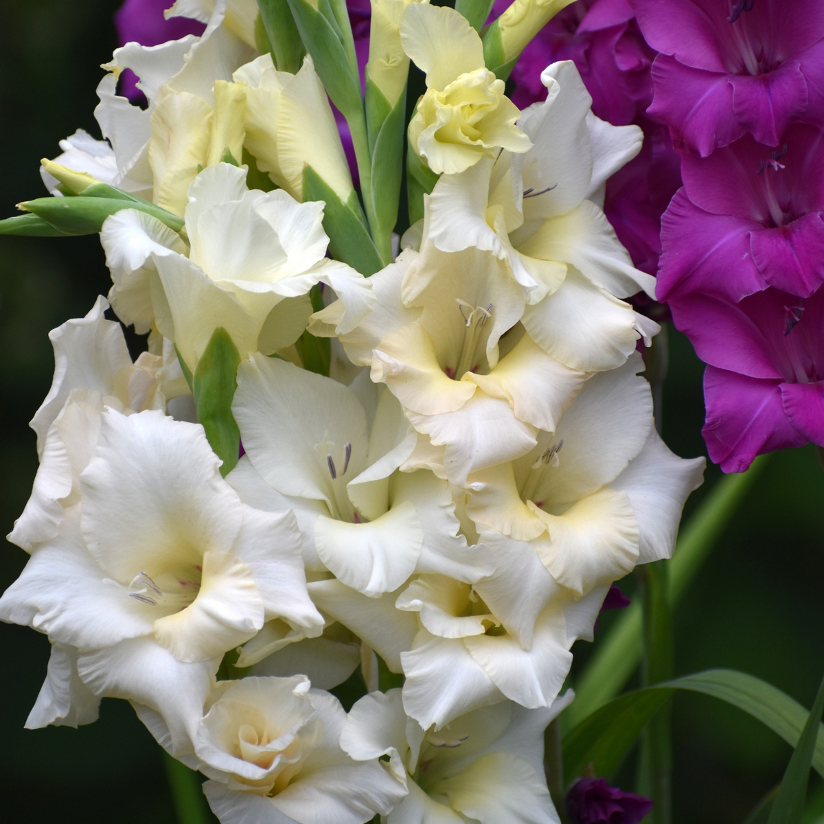 Gladiolus Cream Perfection
