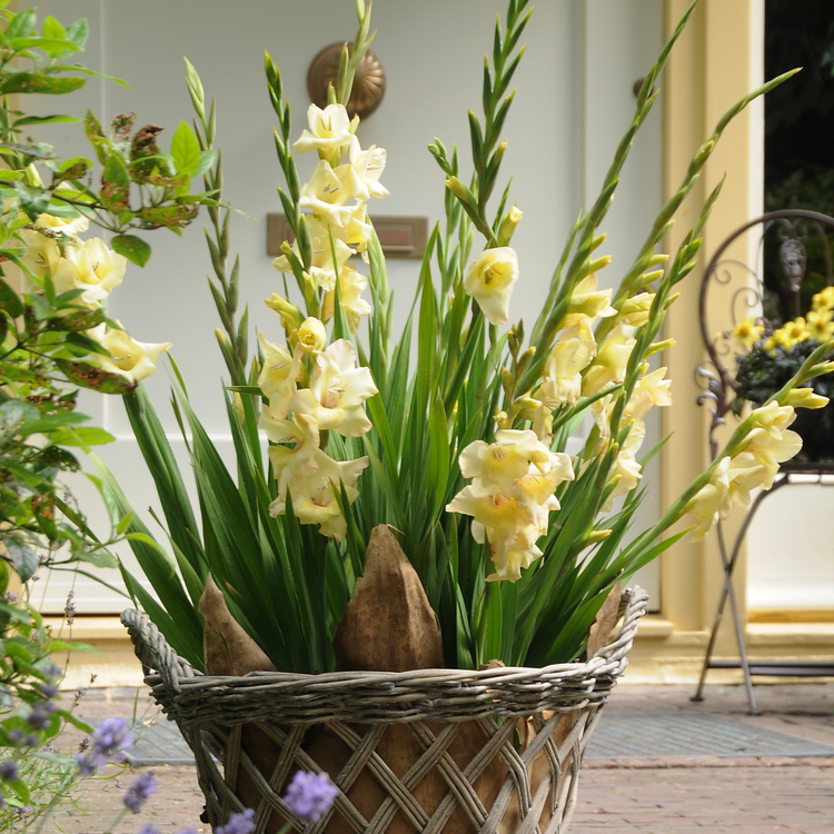 plant gladiolus in pots Gladiolus Cream Perfection - 15 corms