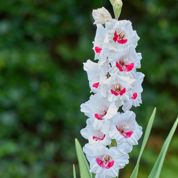 Gladiolus Fiorentina - 15 corms - Longfield Gardens Gladiolus Fiorentina - 15 corms - Longfield Gardens