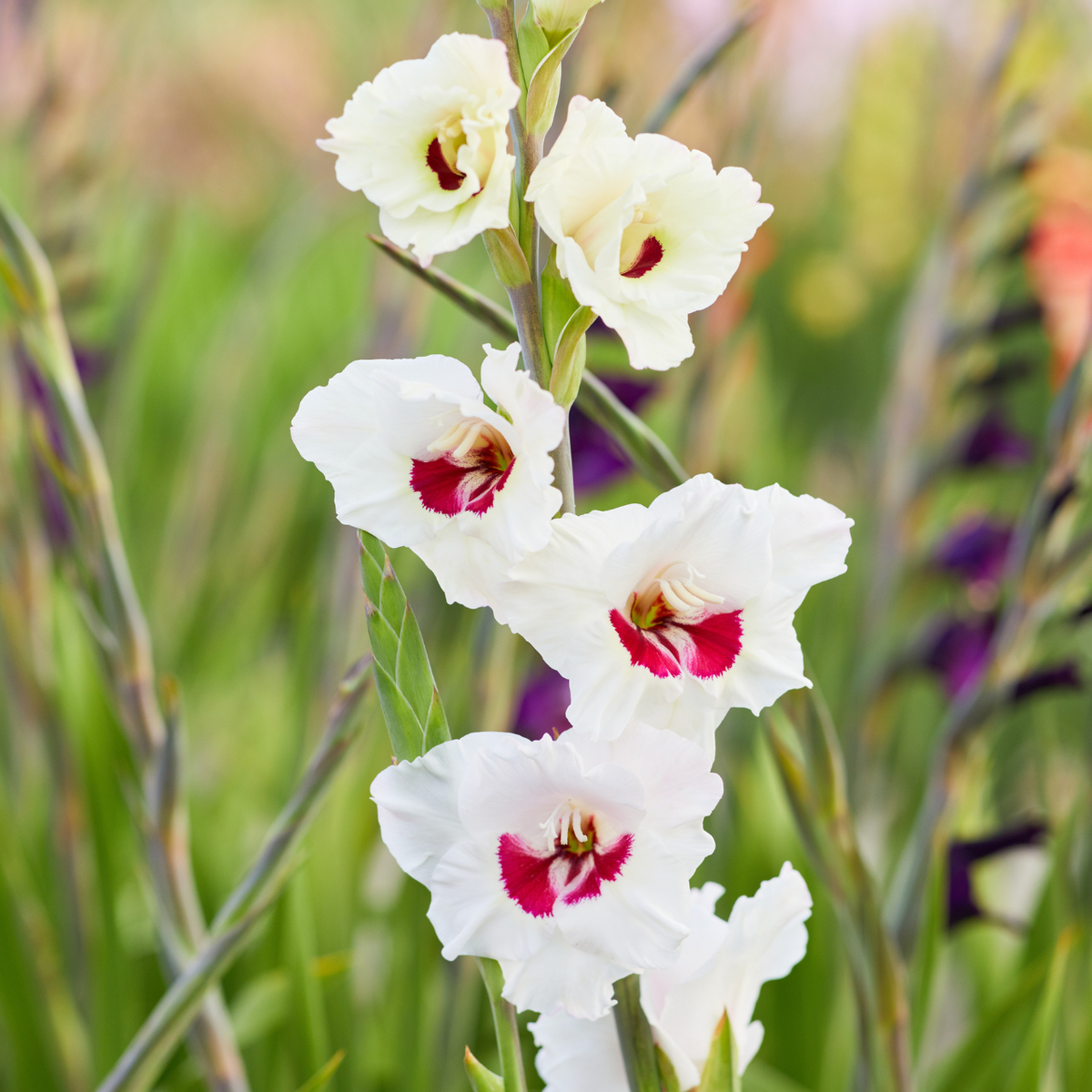 Gladiolus Fiorentina - 15 corms - Longfield Gardens Gladiolus Fiorentina - 15 corms - Longfield Gardens