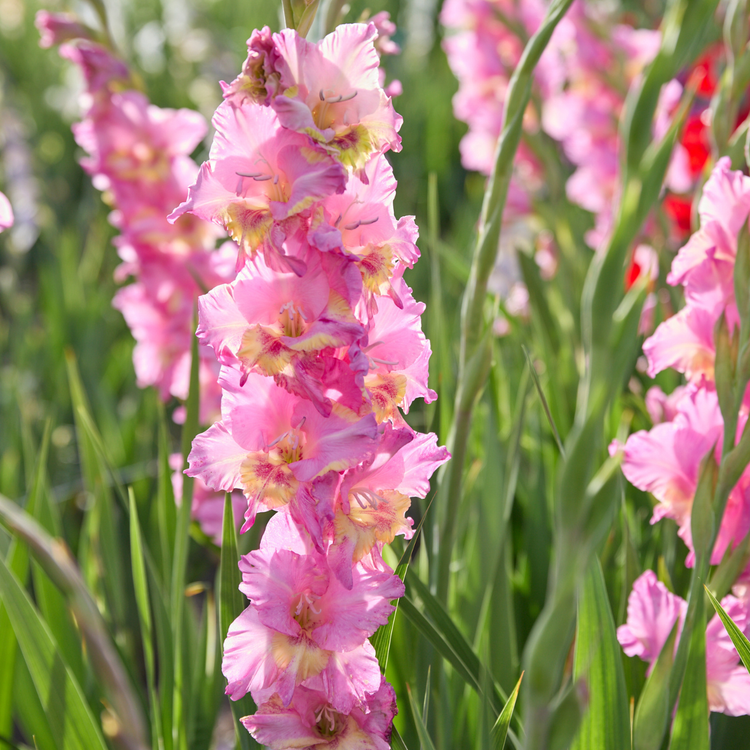 Gladiolus Happy Disco