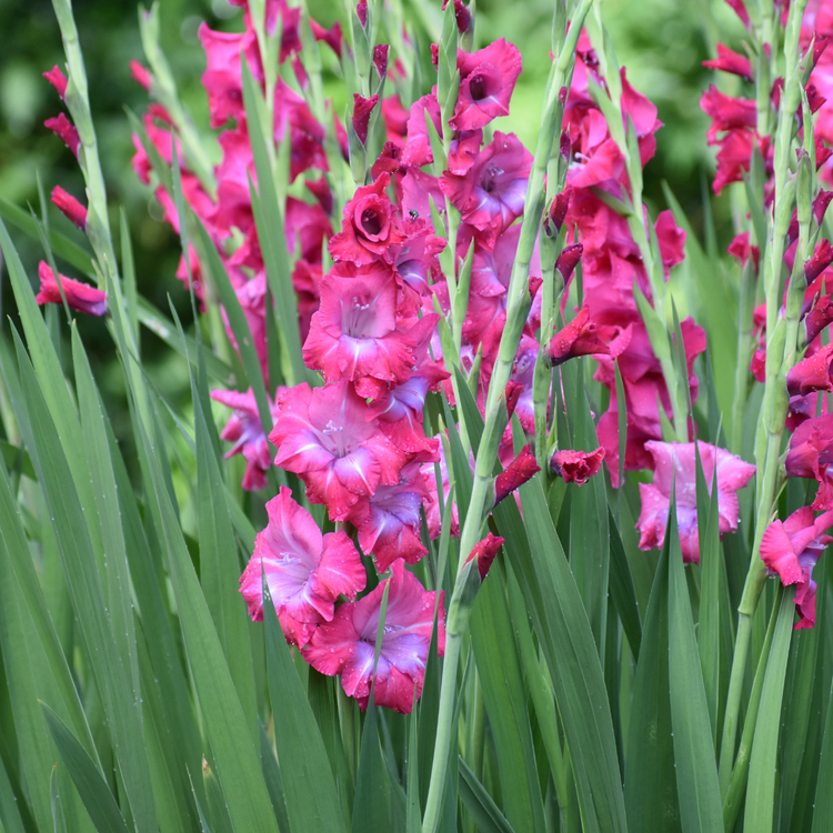 Gladiolus Lumiere