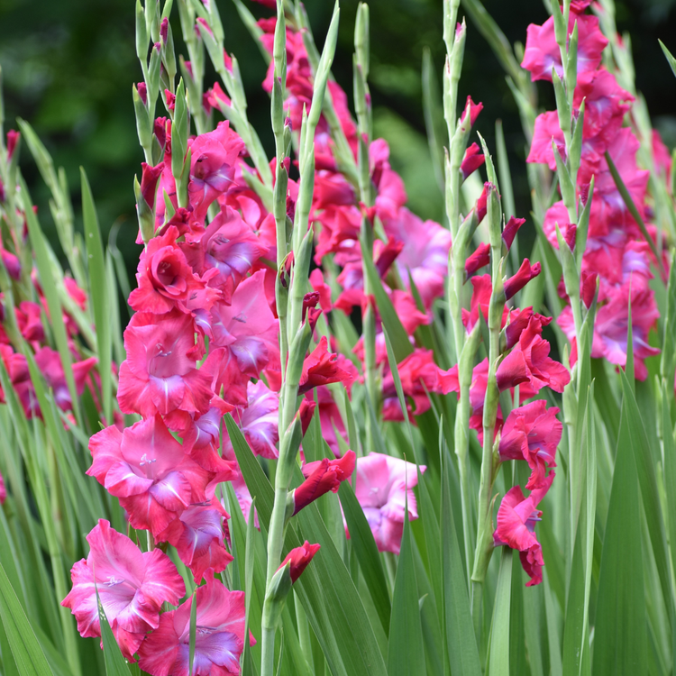 Gladiolus Lumiere