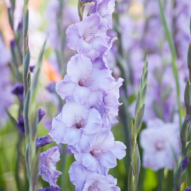 Gladiolus Milka
