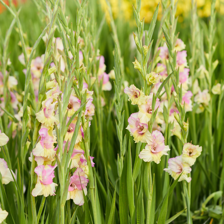 Gladiolus Mon Amour